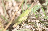Chorthippus dorsatus