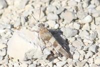 Oedipoda caerulescens