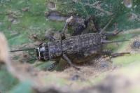 Eumodicogryllus bordigalensis