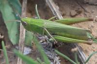 Chorthippus dorsatus