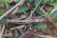 Tessellana tessellata