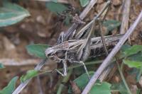 Tessellana tessellata