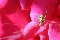 Phaneroptera