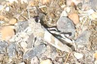 Oedipoda caerulescens