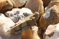 Oedipoda caerulescens