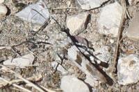 Oedipoda caerulescens