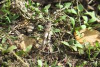 Oedipoda caerulescens