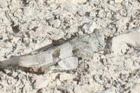 Oedipoda caerulescens