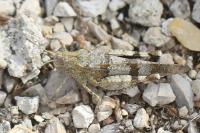 Oedipoda caerulescens