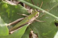 Chorthippus dorsatus