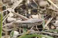 Euchorthippus elegantulus