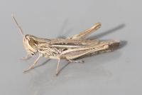 Euchorthippus elegantulus