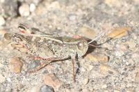 Calliptamus italicus