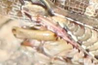 Calliptamus italicus