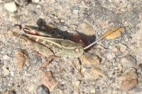 Calliptamus italicus
