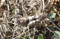 Oedipoda caerulescens