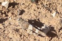 Oedipoda caerulescens