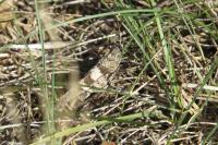 Oedipoda caerulescens
