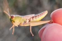 Pseudochorthippus parallelus