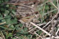 Chorthippus dorsatus