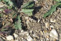 Oedipoda caerulescens