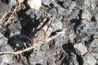Oedipoda caerulescens