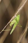Phaneroptera nana