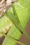Phaneroptera nana