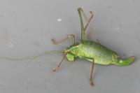 Leptophyes punctatissima