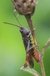 Omocestus rufipes