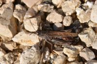 Calliptamus italicus