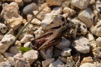 Calliptamus italicus