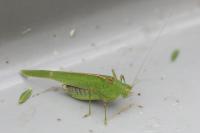 Phaneroptera