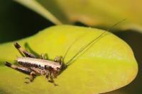 Pholidoptera griseoaptera