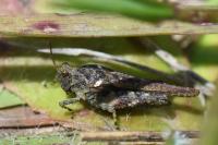 Tetrix ceperoi