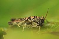 Tetrix undulata