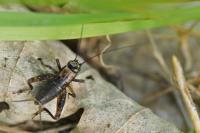 Nemobius sylvestris
