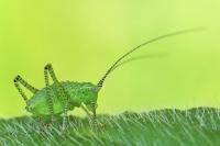 Leptophyes punctatissima