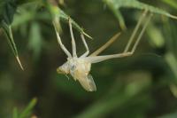 Tettigonia viridissima