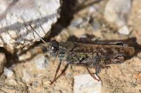 Calliptamus italicus