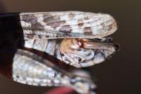 Calliptamus italicus