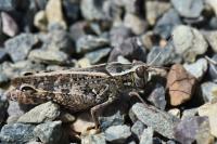 Calliptamus italicus