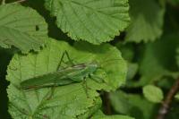 Tettigonia viridissima