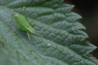 Leptophyes punctatissima