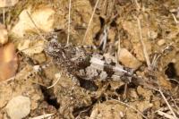 Oedipoda caerulescens