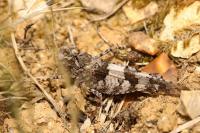Oedipoda caerulescens
