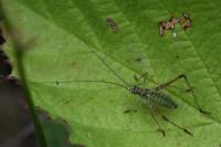 Phaneroptera