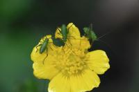 Leptophyes punctatissima