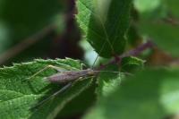 Oecanthus pellucens