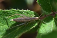 Oecanthus pellucens